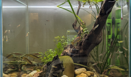 aquarium Le Cube Amazonien