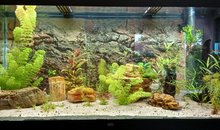 aquarium Juwel Rio 350
