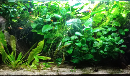aquarium Bac jungle