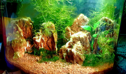 aquarium Rasbo