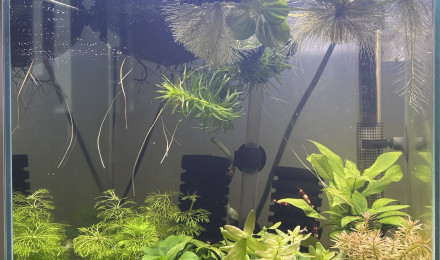 aquarium Caridina world