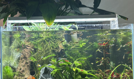 aquarium shrimp and guppy endler