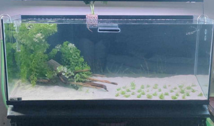aquarium Projet Malawi