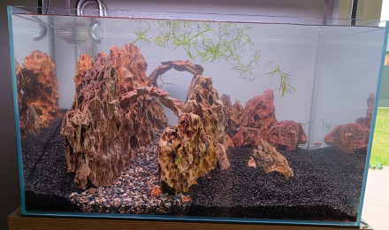 aquarium Bucephalandra