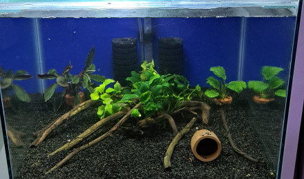 aquarium 50L Apistogramma agassizii blue flame