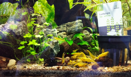 aquarium Yellow cube