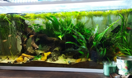 aquarium Les barbus