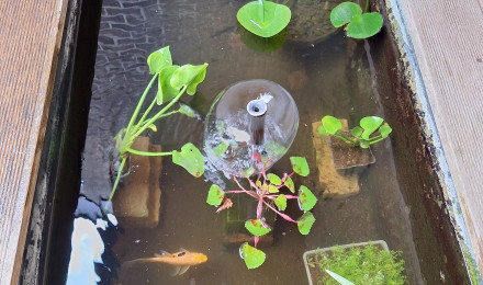 aquarium Bassin avant