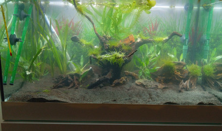 aquarium New aqua relooké suite à un déménagement