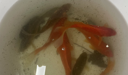 aquarium Poisson rouge shubunkin plusieurs couleurs