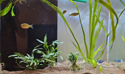 aquarium Aquacorail