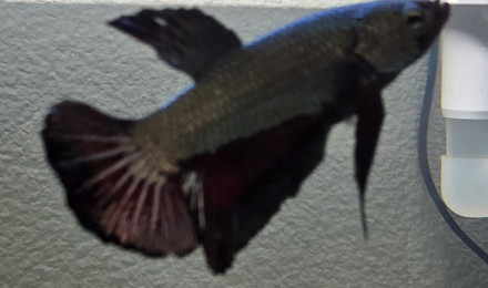 aquarium Scaper 90