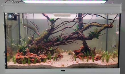 aquarium Aquarium communautaire