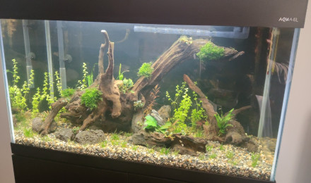 aquarium Mon aquarium