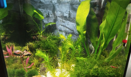 aquarium Superfish Start 30 Tropical