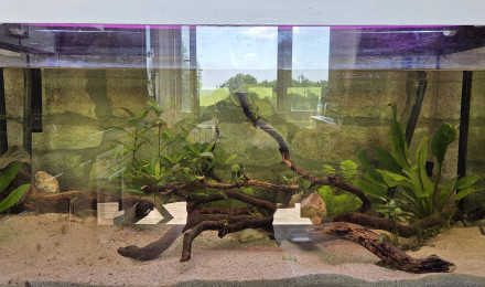 aquarium Bac Asiatique 300L