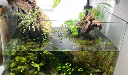 aquarium Nouveau 30L