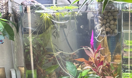 aquarium Nanocube AMTRA 20 Stella