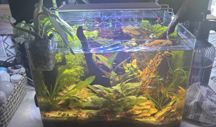 aquarium Scaper s tank Dennerle 35 communautaire