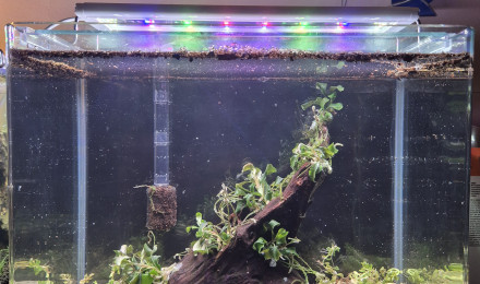 aquarium Nano Souche