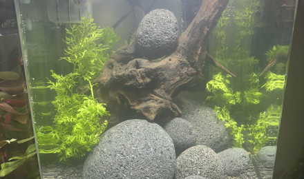 aquarium Nanocube AMTRA 20