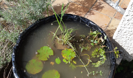 aquarium Mini bassine 3