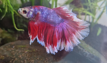 aquarium Betta