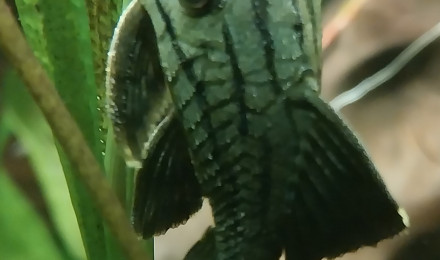 aquarium Amazonien hollandais