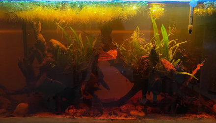 aquarium Biotope Bornéo