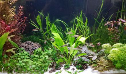 aquarium BAC160
