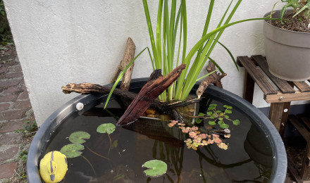 aquarium Mini bassin