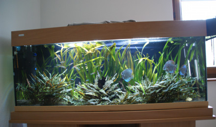 aquarium Sud américain