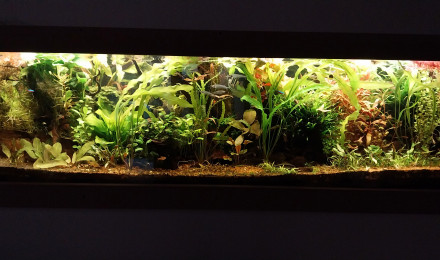 aquarium Amazonien hollandais