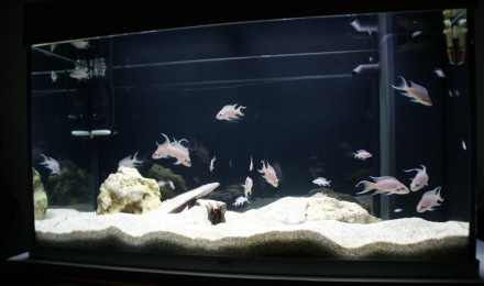 aquarium Africain