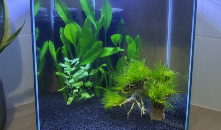 aquarium En cyclage