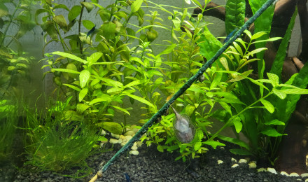 aquarium Blue velvet  et physa marmorata