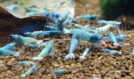 aquarium Cuve de 27l