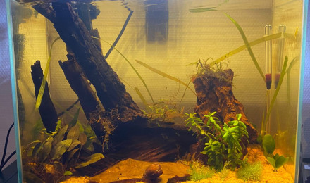 aquarium Neocaridina Yellow Fire - Cambarellus diminutus bleues