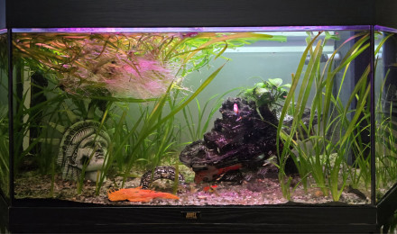 aquarium Maison