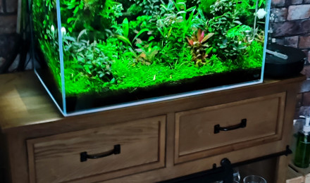 aquarium Patrick cornu