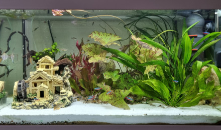 aquarium LE CANYON  OCCITAN