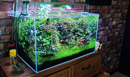 aquarium Patrick cornu