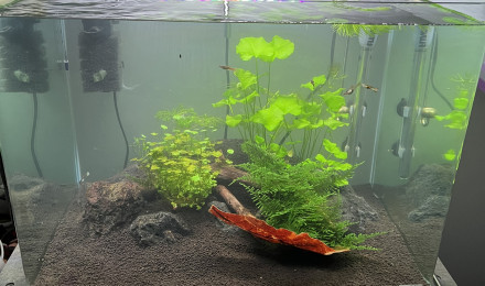aquarium Dennerle scaper tank 70l