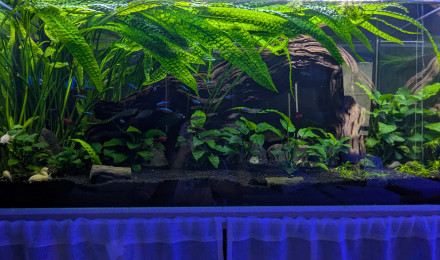 aquarium 200 Litres