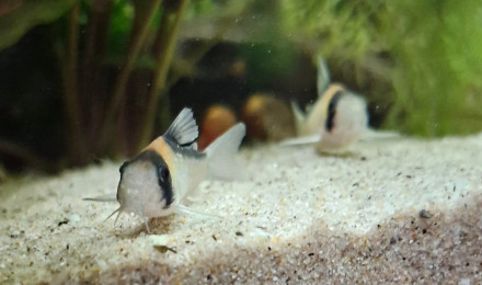aquarium Proxima 325