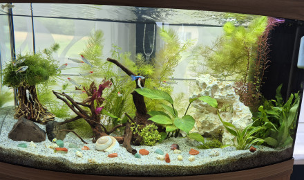 aquarium aquarium salon