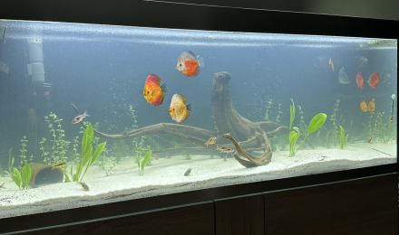 aquarium Biotope amazonien discus