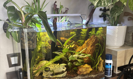 aquarium Scaper s tank Dennerle 35 communautaire