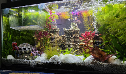 aquarium Ciano Nursery