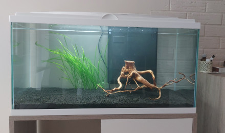 aquarium Communautaire 80 litres